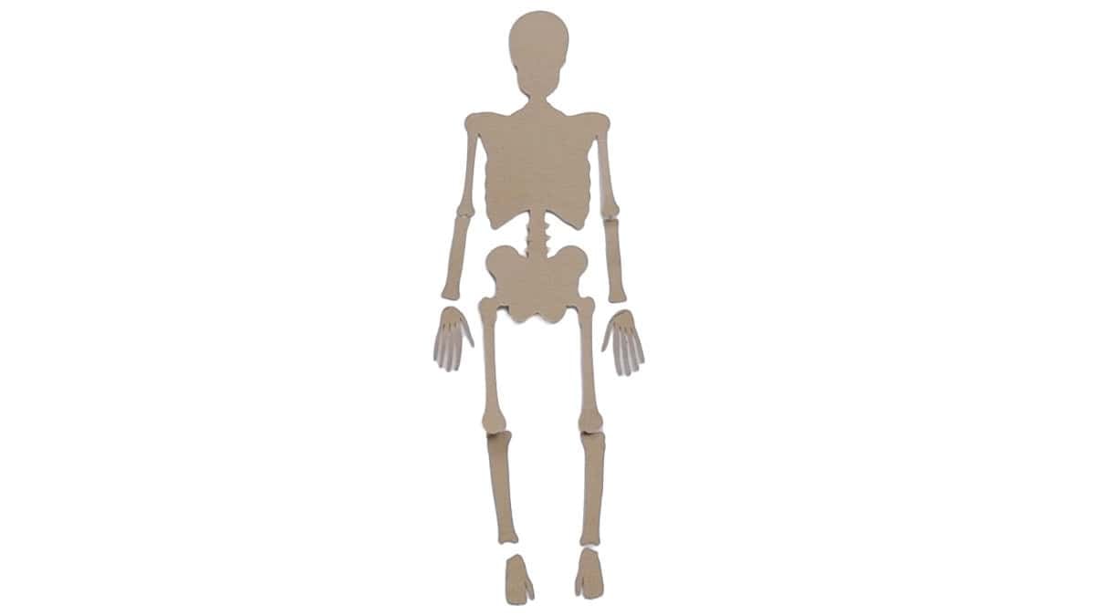 Back side of a paper skeleton with separate arms, hands, legs, and feet arranged on a white background for assembly.