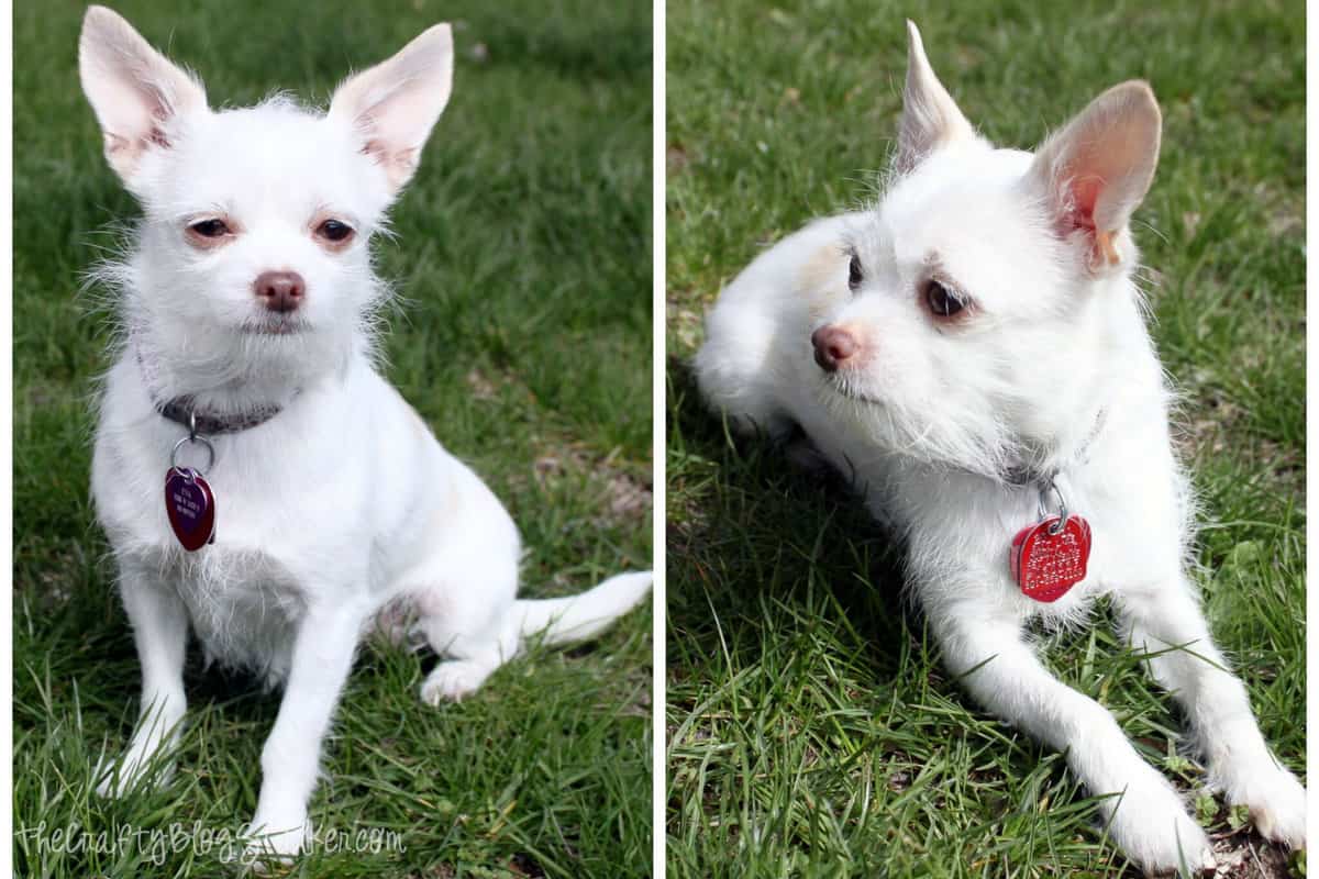 two pictures of a white chiahuahua
