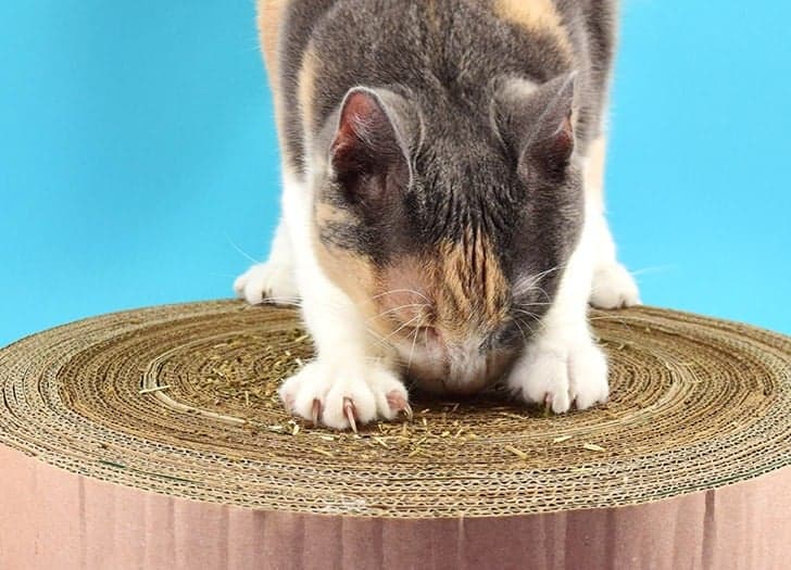 Cardboard cat scratcher.