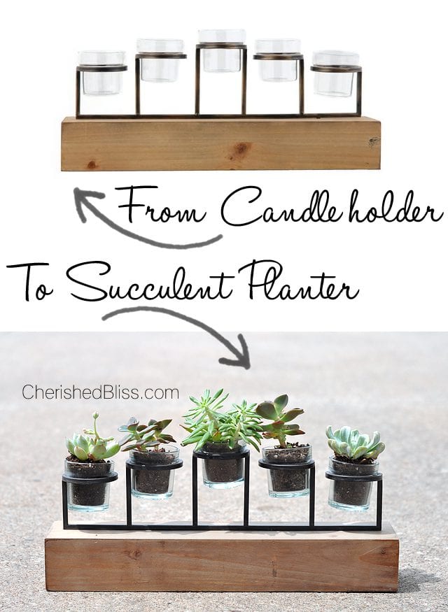 From a candle holder to a succulent planter. This simple tutorial will bring nature inside with minimal care required! 
