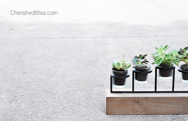 From a candle holder to a succulent planter. This simple tutorial will bring nature inside with minimal care required! 