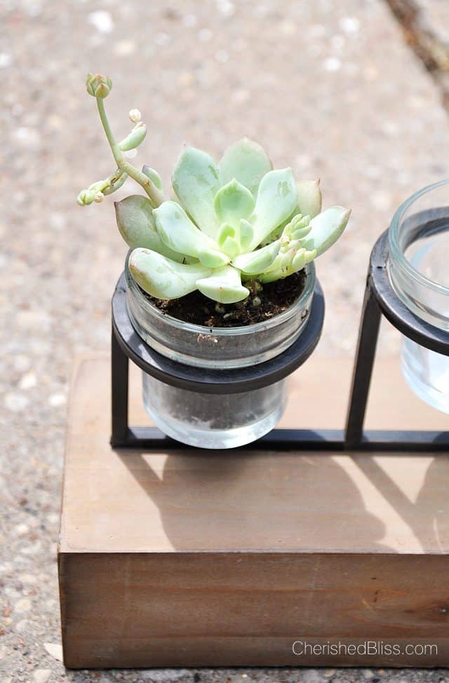 From a candle holder to a succulent planter. This simple tutorial will bring nature inside with minimal care required! 