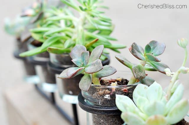 From a candle holder to a succulent planter. This simple tutorial will bring nature inside with minimal care required! 