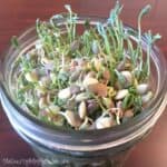 Growing sprouts in a mason jar.