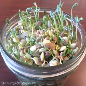 Growing sprouts in a mason jar.
