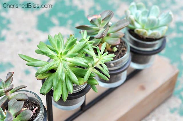 From a candle holder to a succulent planter. This simple tutorial will bring nature inside with minimal care required! 