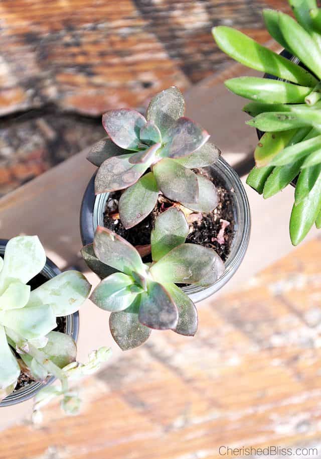 From a candle holder to a succulent planter. This simple tutorial will bring nature inside with minimal care required! 