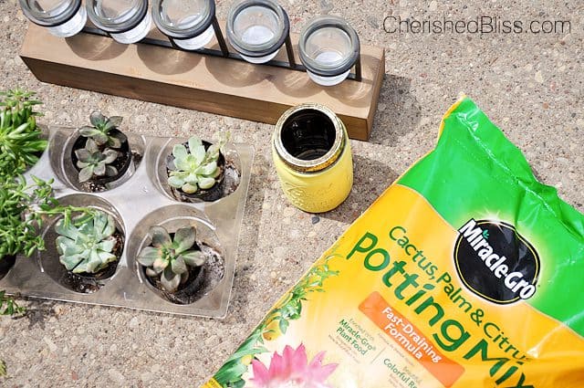 From a candle holder to a succulent planter. This simple tutorial will bring nature inside with minimal care required! 
