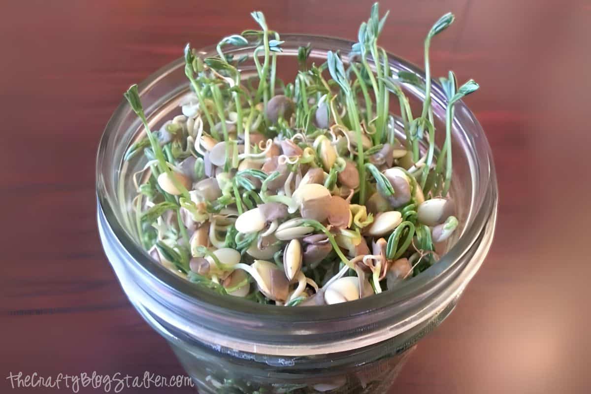 Sprouts growing out of a mason jar.