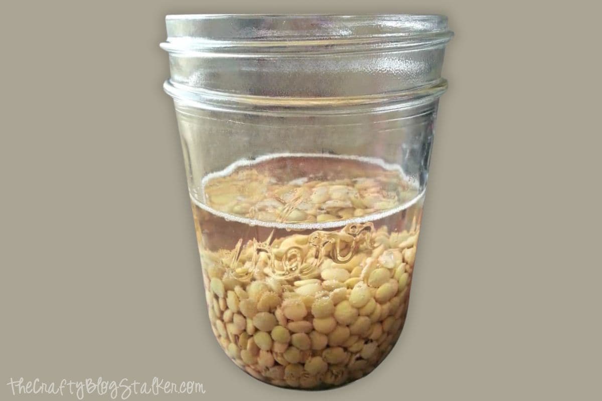 Lentils and water in a mason jar.