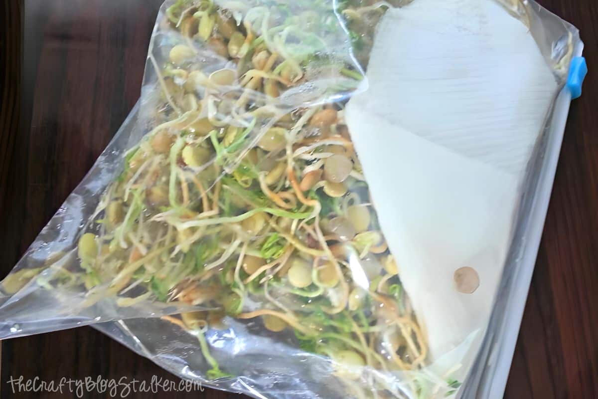 Storing fresh sprouts in a ziploc bag.