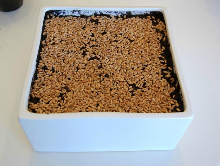 A container with soil and a layer of wheat seeds.