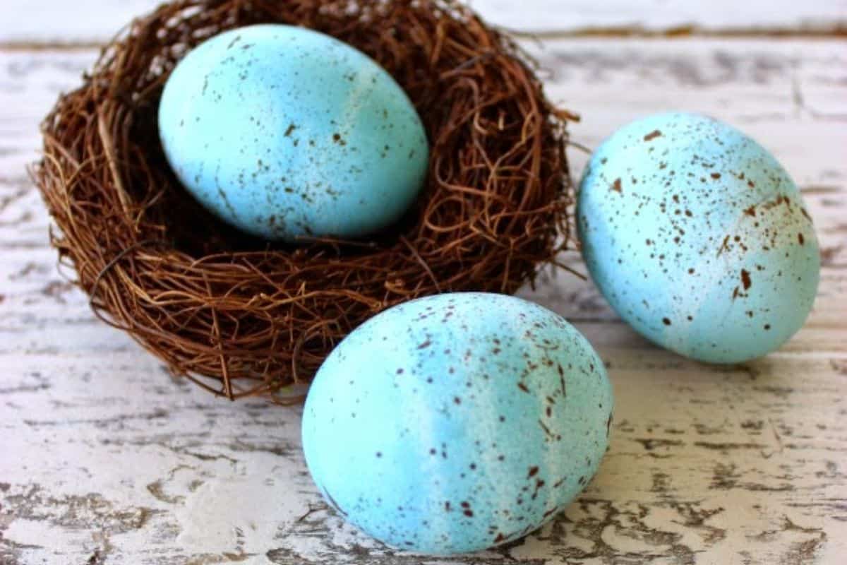 three blue speckled eggs, a small nest on a white wood background.