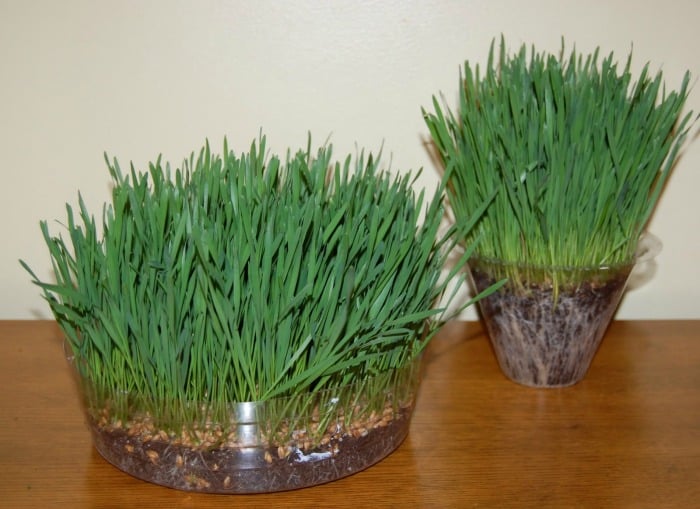 Clear plastic plating containers filled with wheat grass.