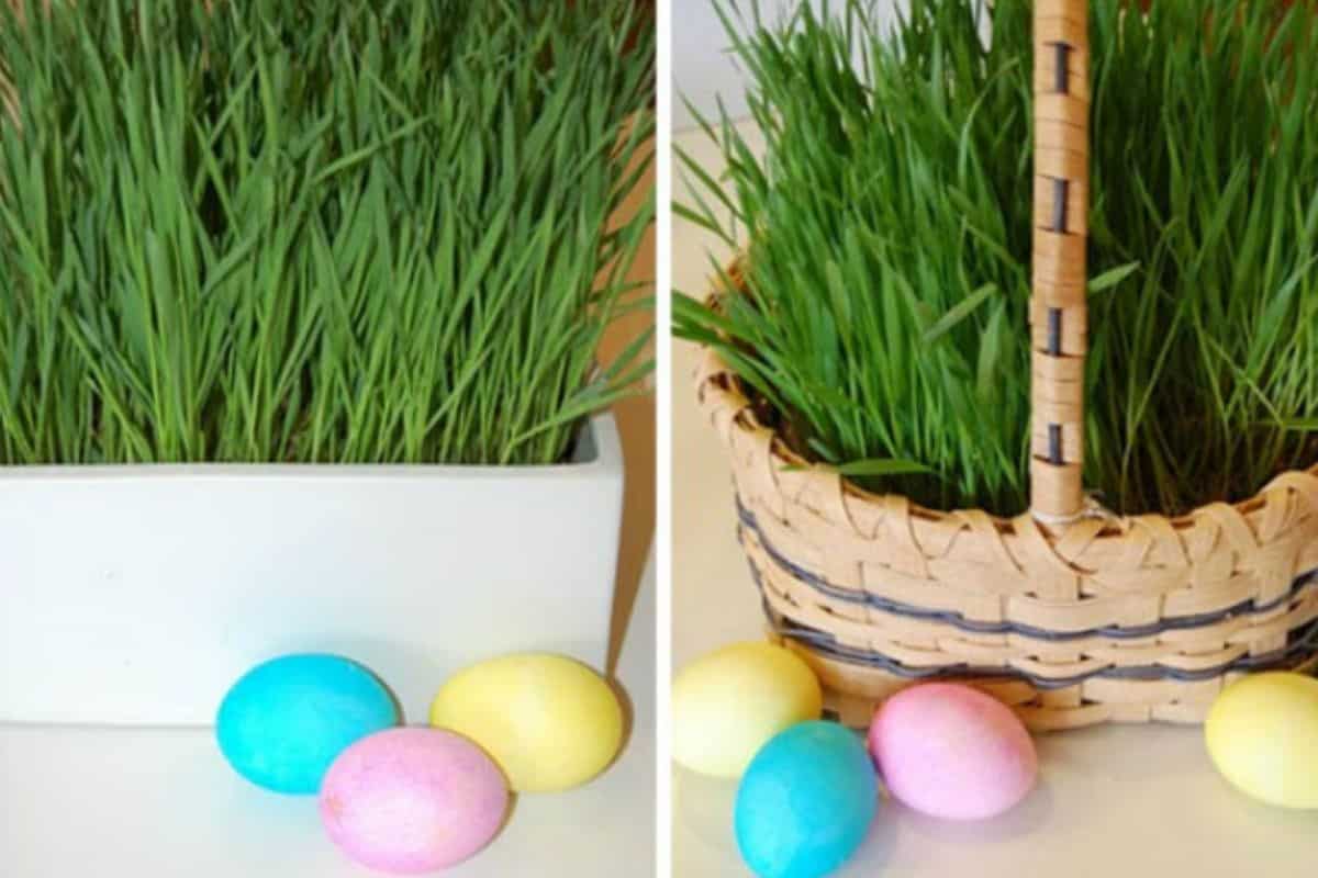 How to Grow your own Easter Grass - The Crafty Blog Stalker