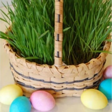grow your own easter grass 3
