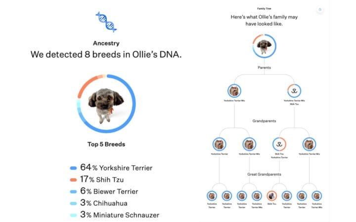 Do you play the dog guessing game when it comes to your pet's mixed breed? Get answers with the WISDOM PANEL Canine DNA Test.