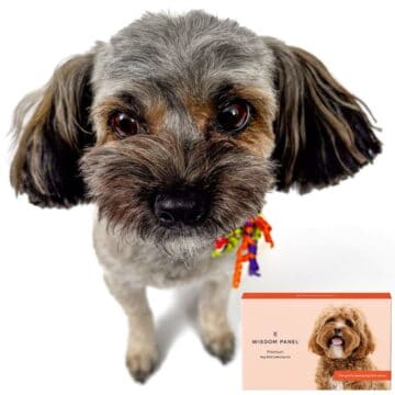 Small mixed-breed dog looking up at the camera with a Wisdom Panel dog DNA test kit box shown beside it.