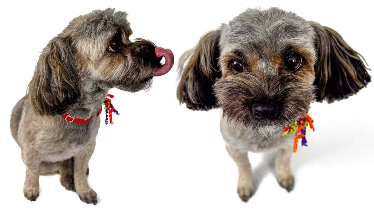 Two studio photos of a small mixed-breed dog, one in profile licking its nose and one facing forward, wearing a collar with colorful tags.