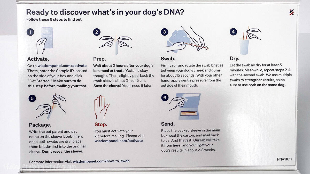 Instruction card from a dog DNA test kit showing six illustrated steps for activating, swabbing a dog's mouth, drying, packaging, and mailing the sample.