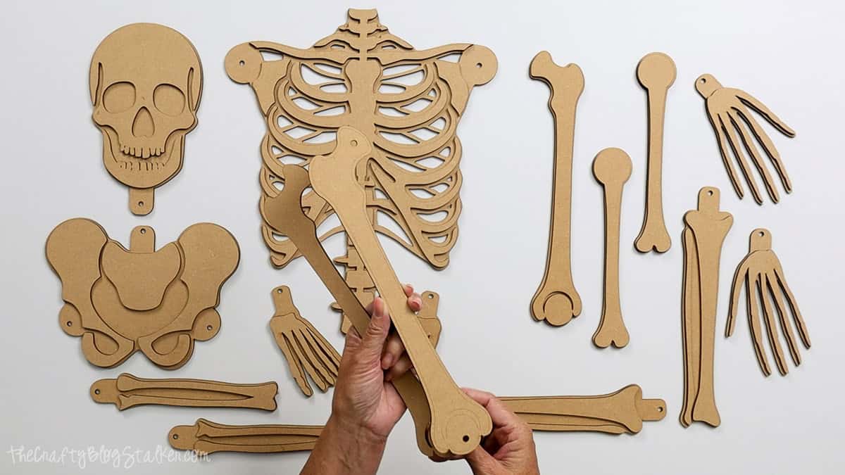 Laser cut MDF skeleton pieces including skull, ribs, pelvis, arms, legs, hands, and feet, with a person holding two bone parts ready for assembly.