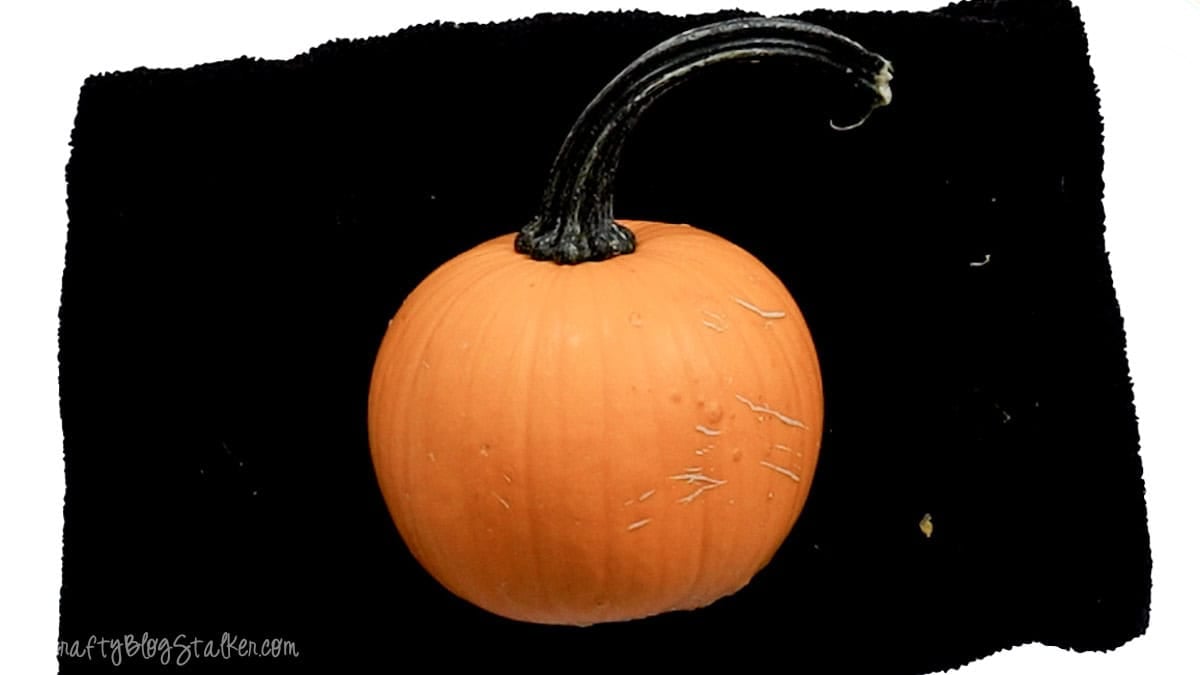 Small orange pumpkin with a long curved dark stem resting on a black surface, ready to be carved into a vampire pumpkin.