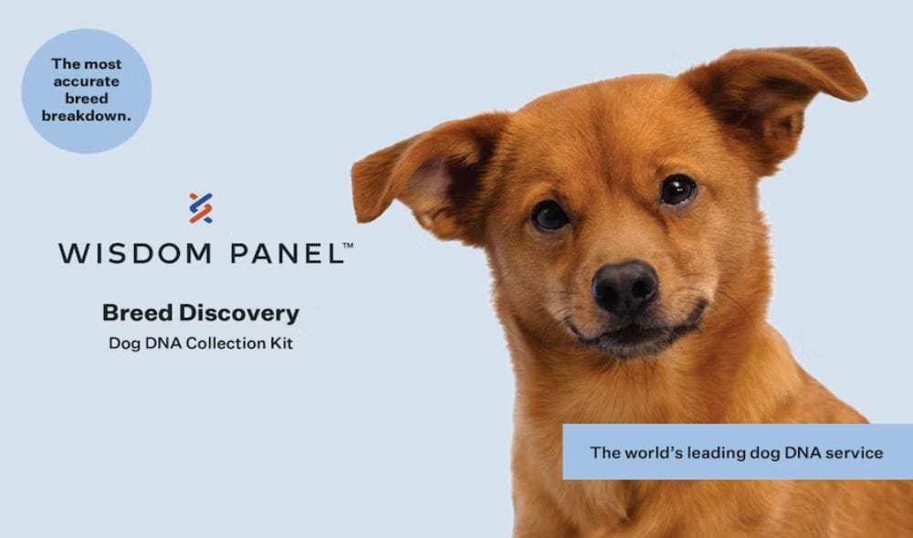 Photo of a brown dog beside a Wisdom Panel Breed Discovery dog DNA collection kit graphic on a light background.