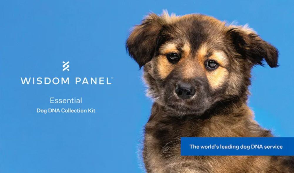 Photo of a puppy next to a Wisdom Panel Essential dog DNA collection kit graphic on a solid background.