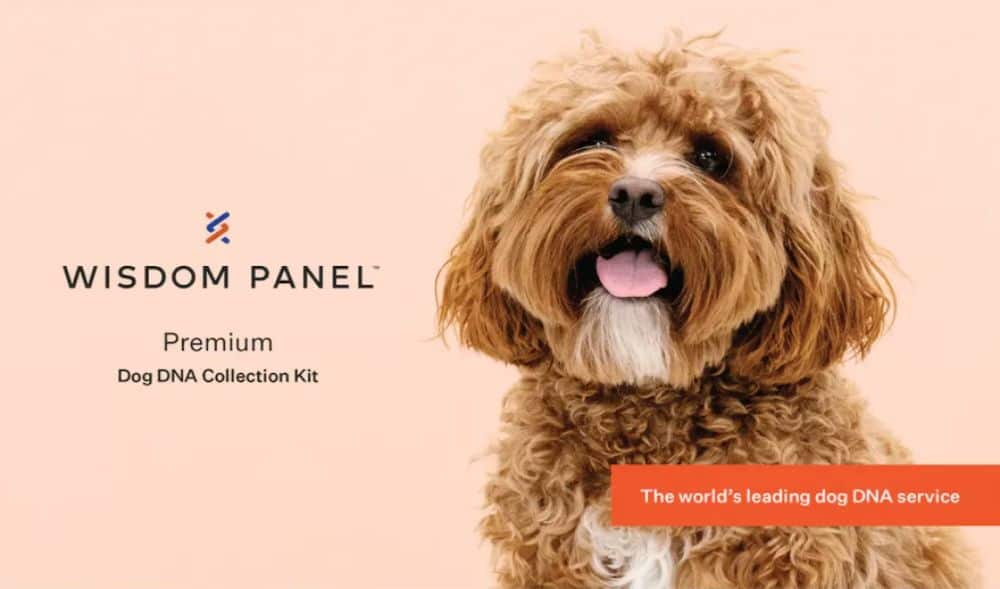 Photo of a fluffy mixed-breed dog next to a Wisdom Panel Premium dog DNA collection kit graphic on a plain background.