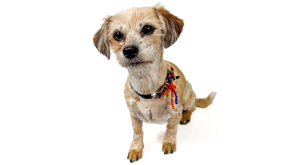 Small mixed-breed dog sitting on a white background, looking up at the camera, wearing a collar with colorful ribbon tags.