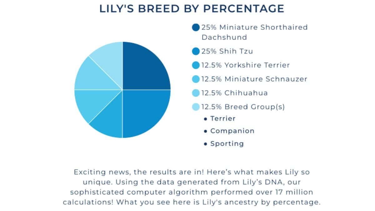Pie chart showing Lily's dog breed breakdown by percentage, listing Miniature Dachshund, Shih Tzu, Yorkshire Terrier, Miniature Schnauzer, Chihuahua, and breed groups.