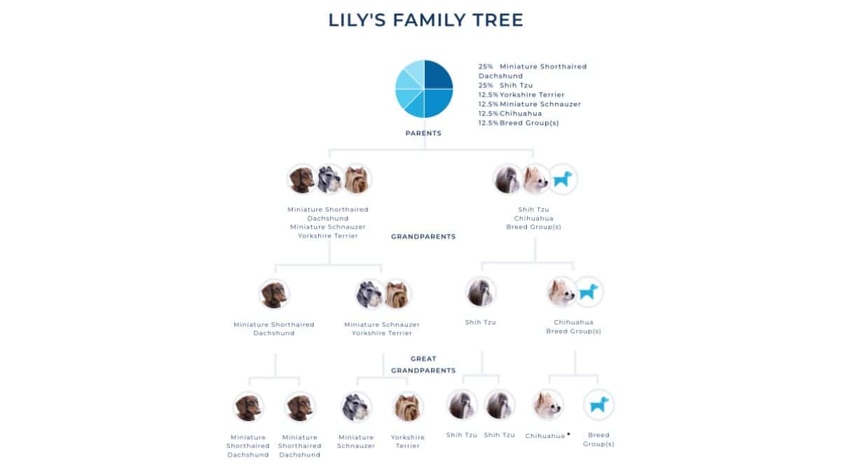 Dog DNA family tree chart for Lily showing parents, grandparents, and great-grandparents with breed breakdown percentages and small dog photos.