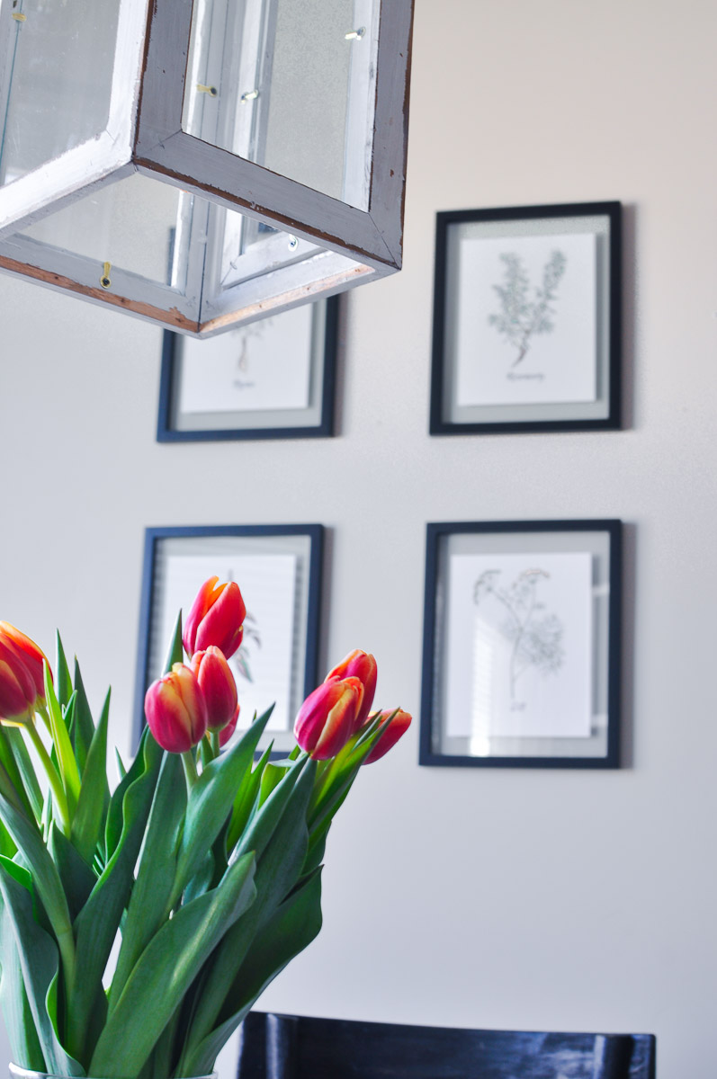 Framed botanical herb prints on a light-colored wall with a modern lantern-style light fixture and a vase of vibrant red and yellow tulips in the foreground.