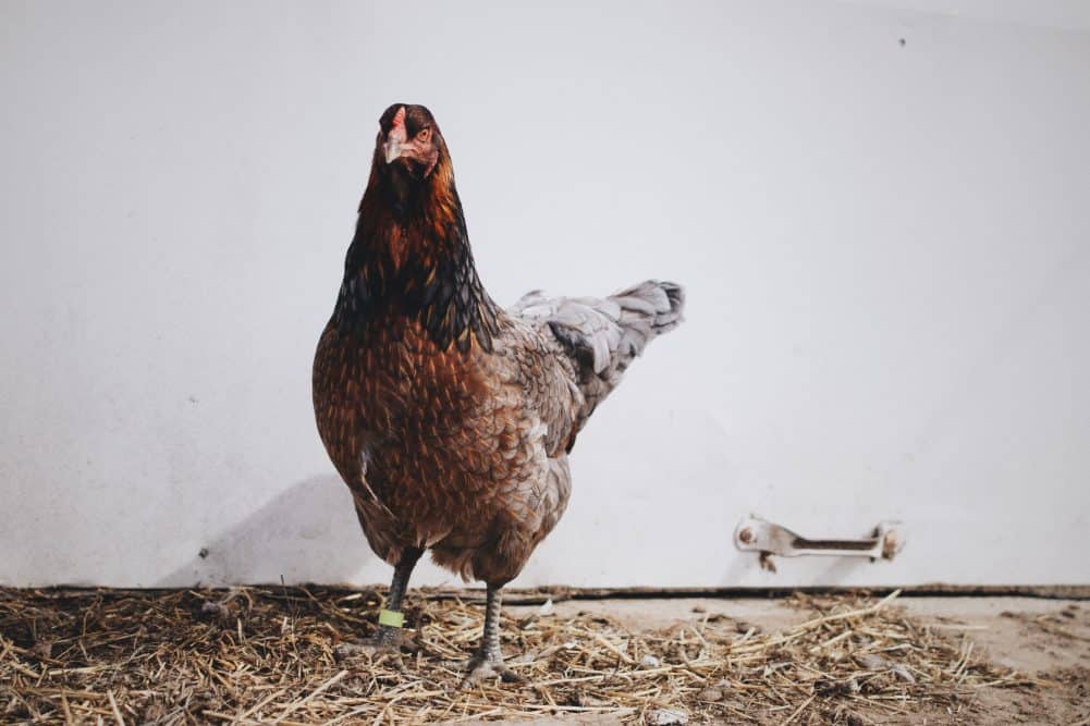 So you bought baby chicks?? This easy guide will take you through exactly how easy it is to Take Care of Chickens! 