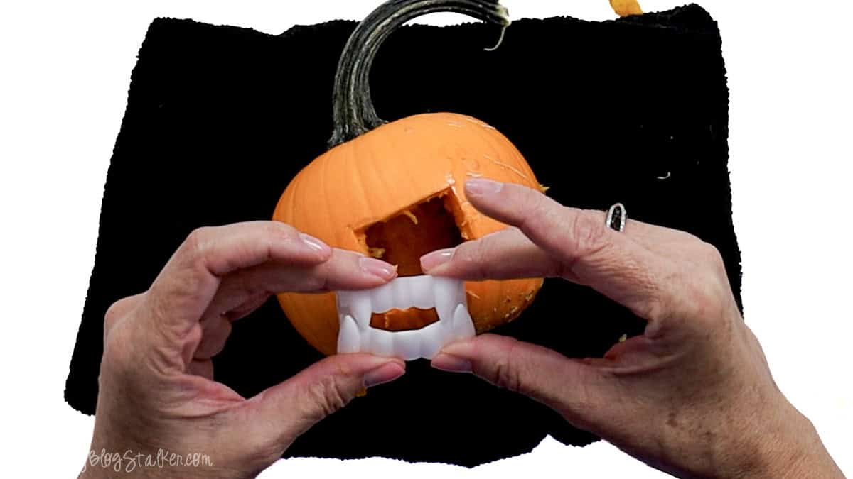 Fitting plastic vampire fangs into the carved mouth opening of a small orange pumpkin.