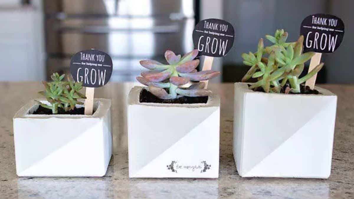 Three small cement succulent planters lined up on a countertop, each holding a different succulent with a Thank You Grow plant marker.