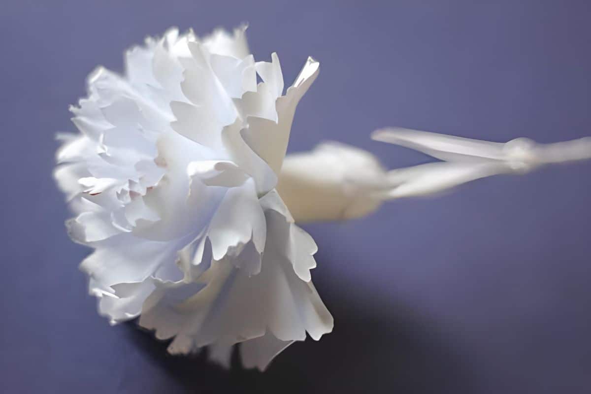 Carnation Paper Flower.