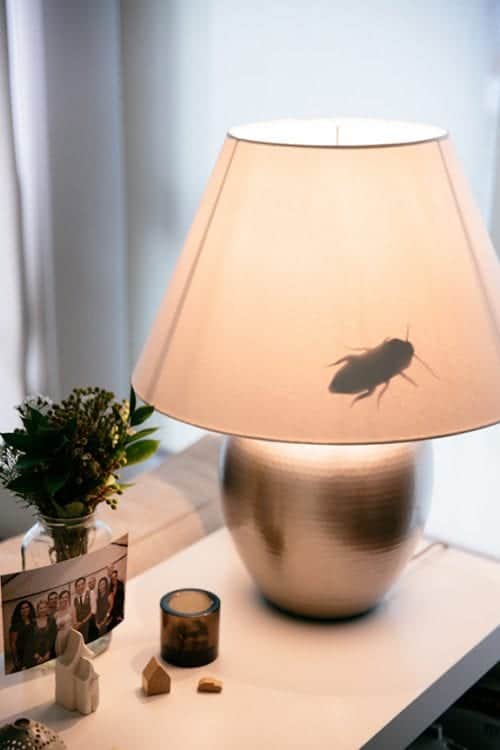 17 Crafty DIY April Fools Day Pranks featured by top US craft blog, The Crafty Blog Stalker: Creepy Crawly Lamp