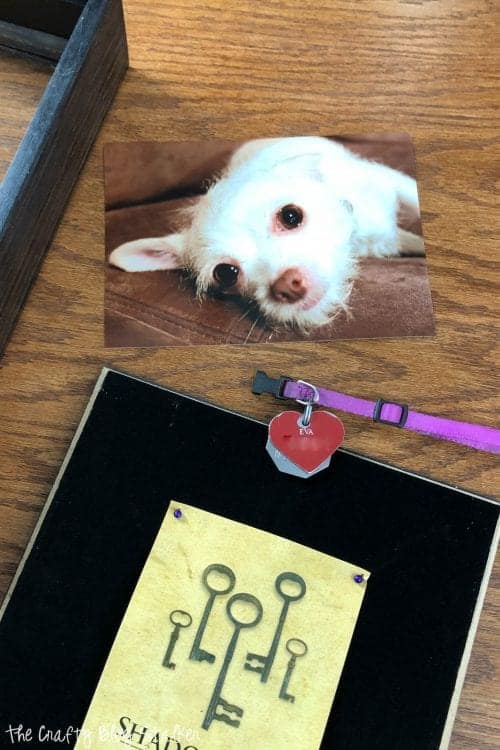 photo of a white chihuahua, purple collar with tags, and the back of the shadow box frame removed