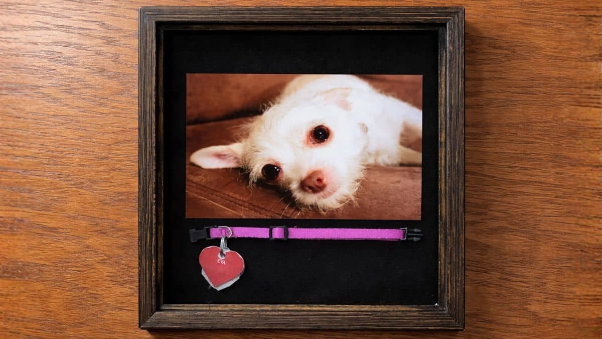 Finished pet memorial shadow box with a framed photo of a small dog and its collar displayed beneath the photo on a dark backing.