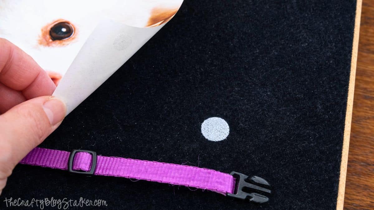 Hand peeling adhesive backing from a photo while attaching it to a shadow box backing with hook-and-loop fasteners and a pet collar nearby.