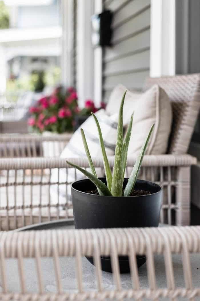 Aloe vera plant in black planter. 
