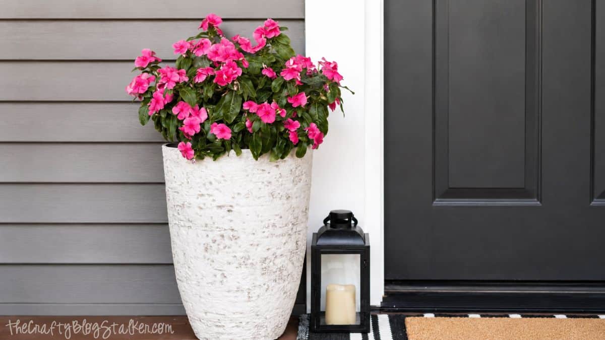 White planter filled with bright pink flowers beside a black lantern and dark front door on a covered porch.
