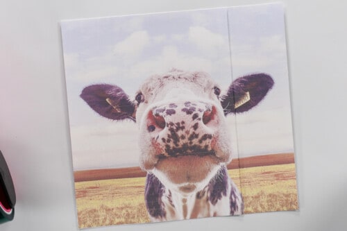 cow sublimation print