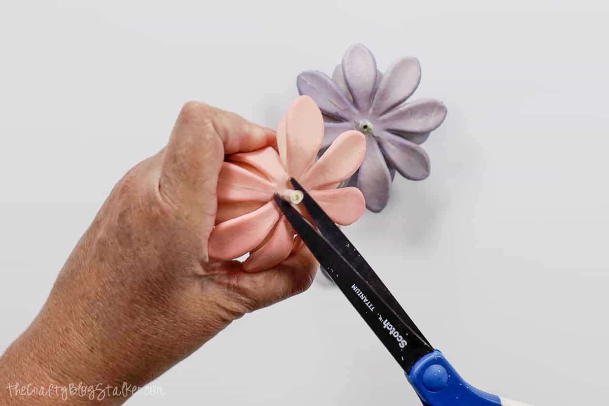 using a pair of scissors to cut close to the base of the succulent