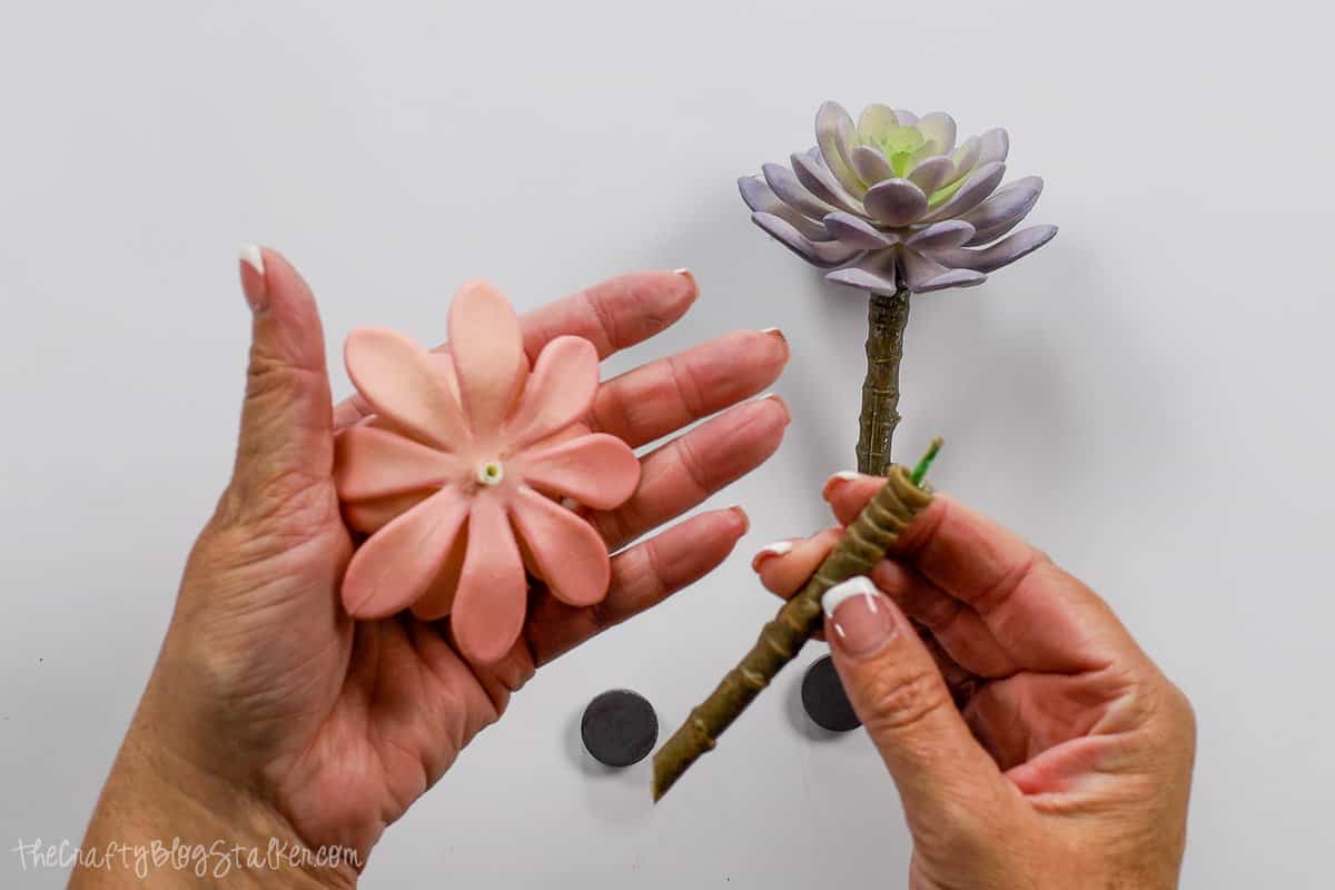 removing the top from the succulent stem