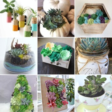 succulent crafts ideas 2
