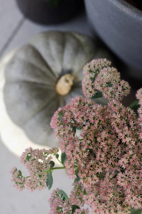 Pink flowering plant with a gray pumpkin for fall porch decor.