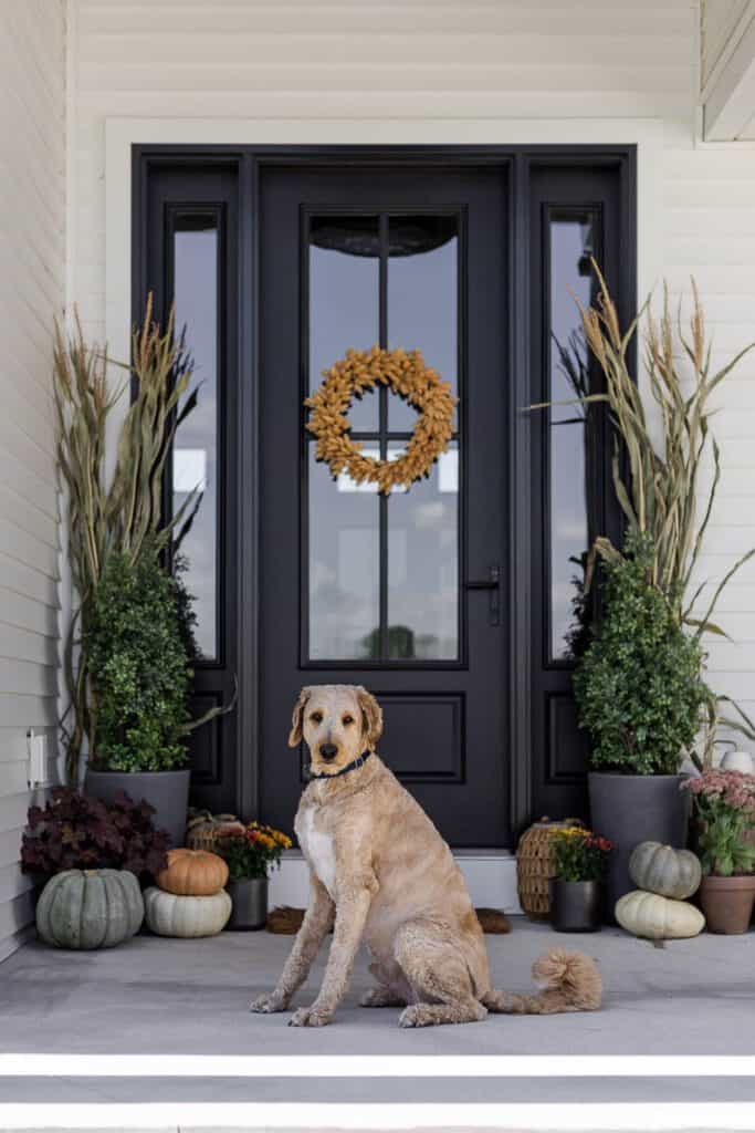 Modern fall porch with pumpkins, plants, and a dog in front of a black door.
