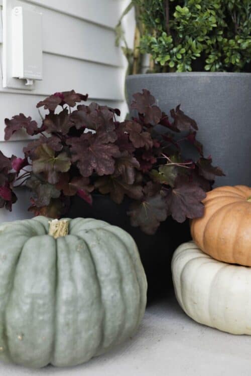 Autumn porch decor with pumpkins, potted plants, and fall foliage.